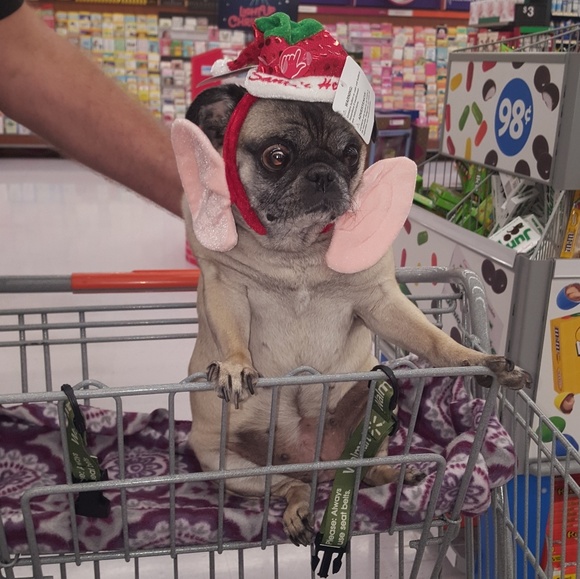 Meet your Posher, Lorraine - Picture 6 of 6